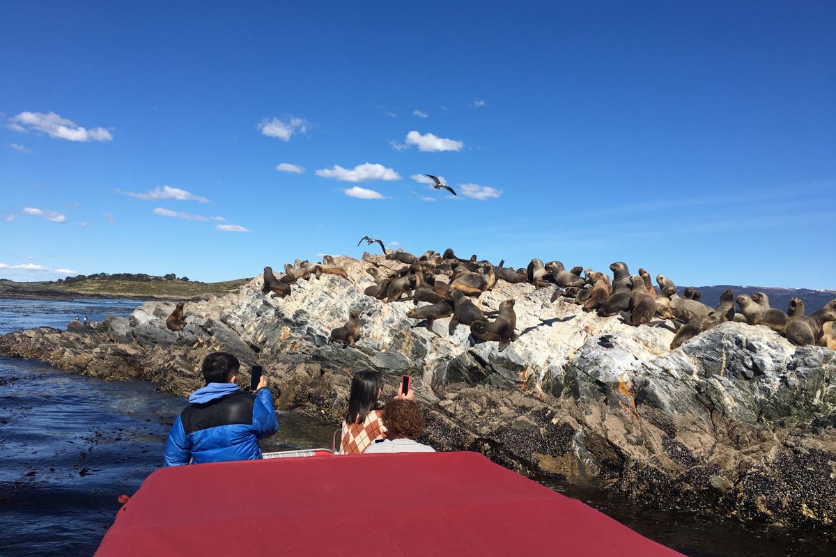 Isla Martillo, pingüinos y Puerto Almanza: una experiencia auténtica en el Canal Beagle