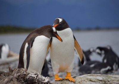 Ush Boating pingüinera combinada_ 4