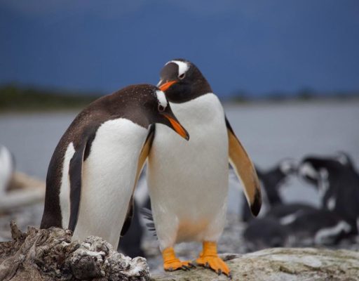 Qué excursiones hacer en Ushuaia si es tu primera vez