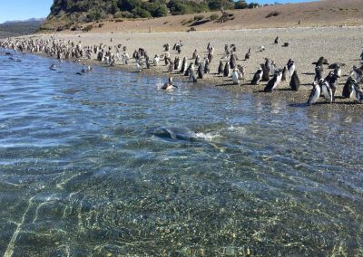 Ushuaia Boating pingüinos