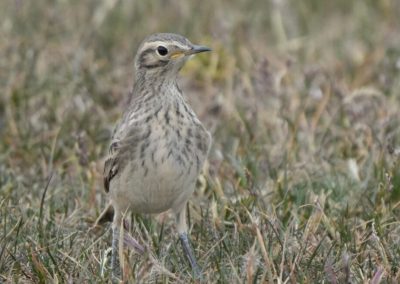 Birdwatching_2