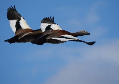 Birdwatching_4