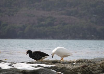 Birdwatching_6