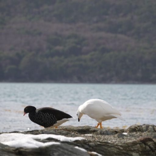 Birdwatching_6