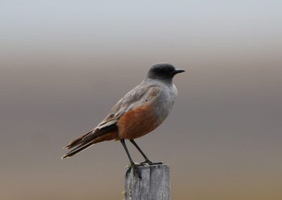 Birdwatching_7
