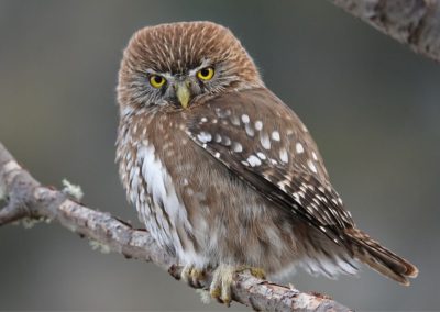 Birdwatching_1