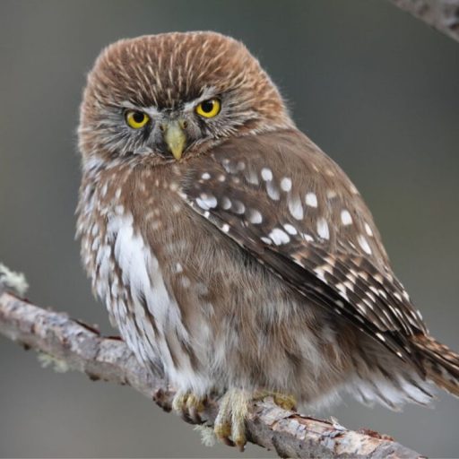 Birdwatching_1