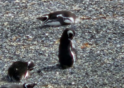 Onas resto y navegación puerto almanza y pingüinera_15