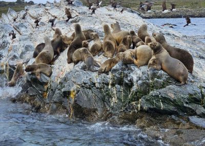 Onas resto y navegación puerto almanza y pingüinera_14