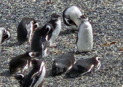 Onas resto y navegación puerto almanza y pingüinera_113