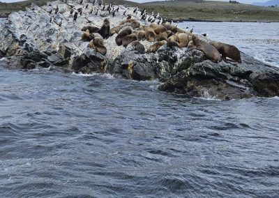 Onas resto y navegación puerto almanza y pingüinera_16